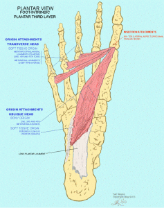Adductor hallucis