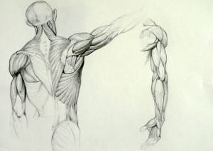 anatomy_study_by_kimsuyeong