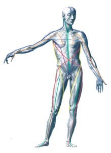 anatomy apps for massage therapists provide visual reference