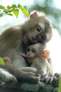 monkey mother and baby