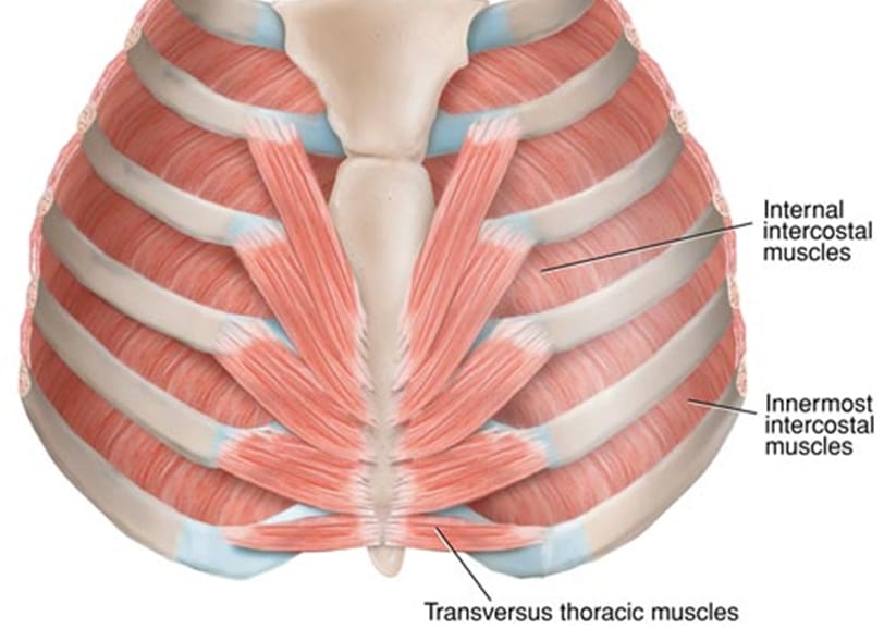 Don T Ignore The Intercostals The Lauterstein Conway Massage School How to stretch out the muscles of the chest & rib cage. the lauterstein conway massage school