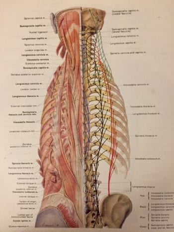 Massage for Low Back Pain (Erector Spinae)